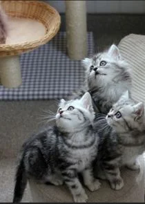 Plakat The Secret Life of Kittens