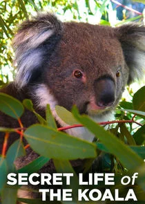 Póster de La vida secreta de los koalas