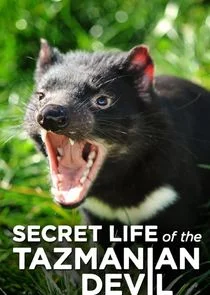 Plakat Secret Life of the Tasmanian Devil
