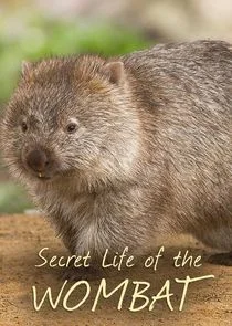 Plakat Secret Life of the Wombat