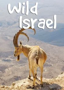 Pôster de Wild Israel