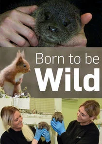 Pôster de Born to Be Wild