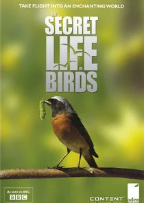 Pôster de Iolo's Secret Life of Birds