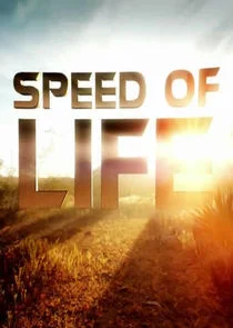 Pôster de Speed Of Life