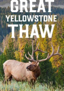 Pôster de Great Yellowstone Thaw