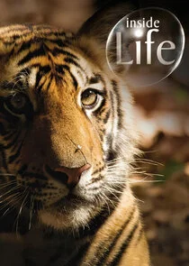 Póster de Inside Life