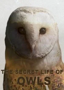 The Secret Life of Owls poster