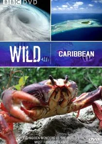 Wild Caribbean poster