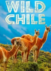 Wild Chile poster