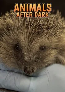Animals After Dark