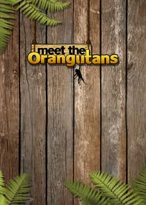 Meet the Orangutans poster