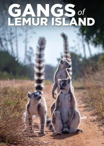 Pôster de Gangs of Lemur Island