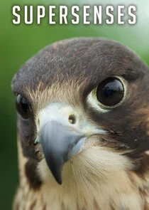Pôster de Supersenses