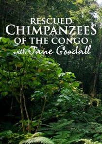 Póster de Rescued Chimpanzees of the Congo with Jane Goodall