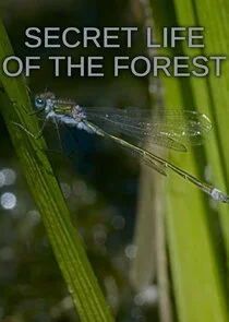 Secret Life of the Forest poster