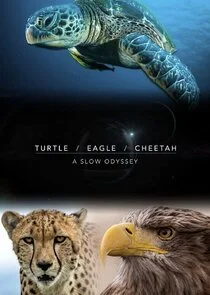 Turtle, Eagle, Cheetah: A Slow Odyssey poster
