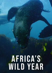 Pôster de Africa's Wild Year
