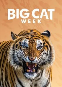Pôster de Big Cat Week