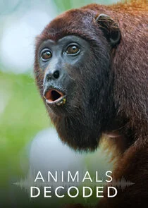 Pôster de Animals Decoded