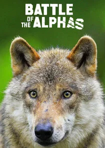Pôster de Battle of the Alphas