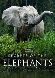 Pôster de Secrets of the Elephants