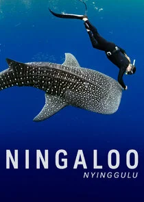 Ningaloo Nyinggulu poster