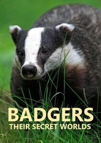 Affiche de Badgers: Their Secret World