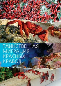 Pôster de Mystery Migration: Red Crabs of Christmas Island