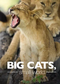 Affiche de Big Cats, Small World