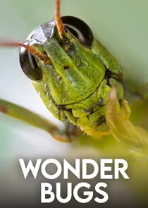 Affiche de Wonder Bugs