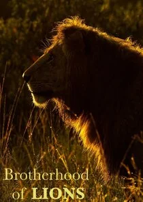 Póster de Brotherhood of Lions