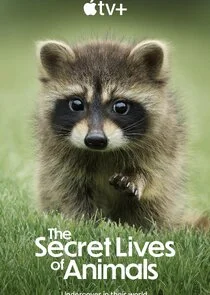 Affiche de The Secret Lives of Animals