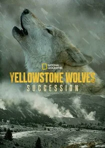Póster de Yellowstone Wolves: Succession