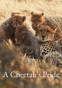 Affiche de A Cheetah's Pride