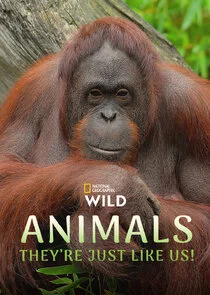 Affiche de Animals, They're Just Like Us!