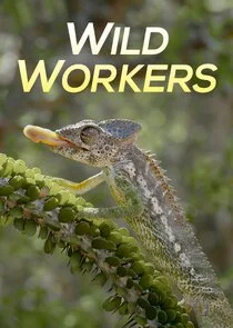 Affiche de Wild Workers