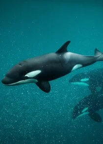 Affiche de Killer Whale Chronicles