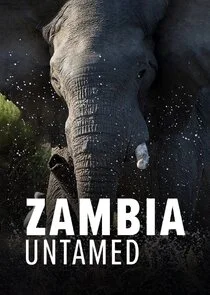 Affiche de Zambia Untamed