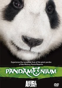 Affiche de Pandamonium
