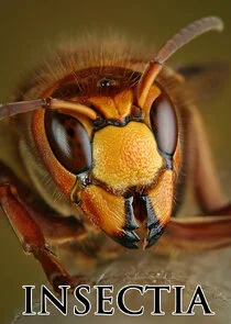 Affiche de Insectia