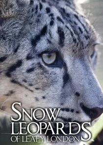 Affiche de Snow Leopards of Leafy London