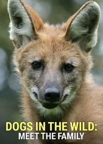 Affiche de Dogs in the Wild: Meet the Family
