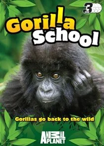 Poster di A lezione dai gorilla