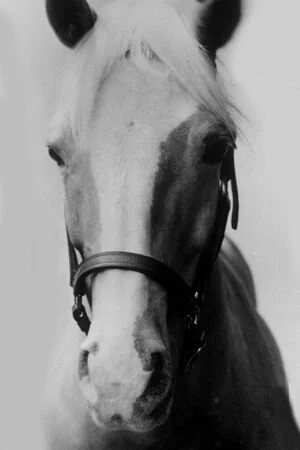 Mister Ed