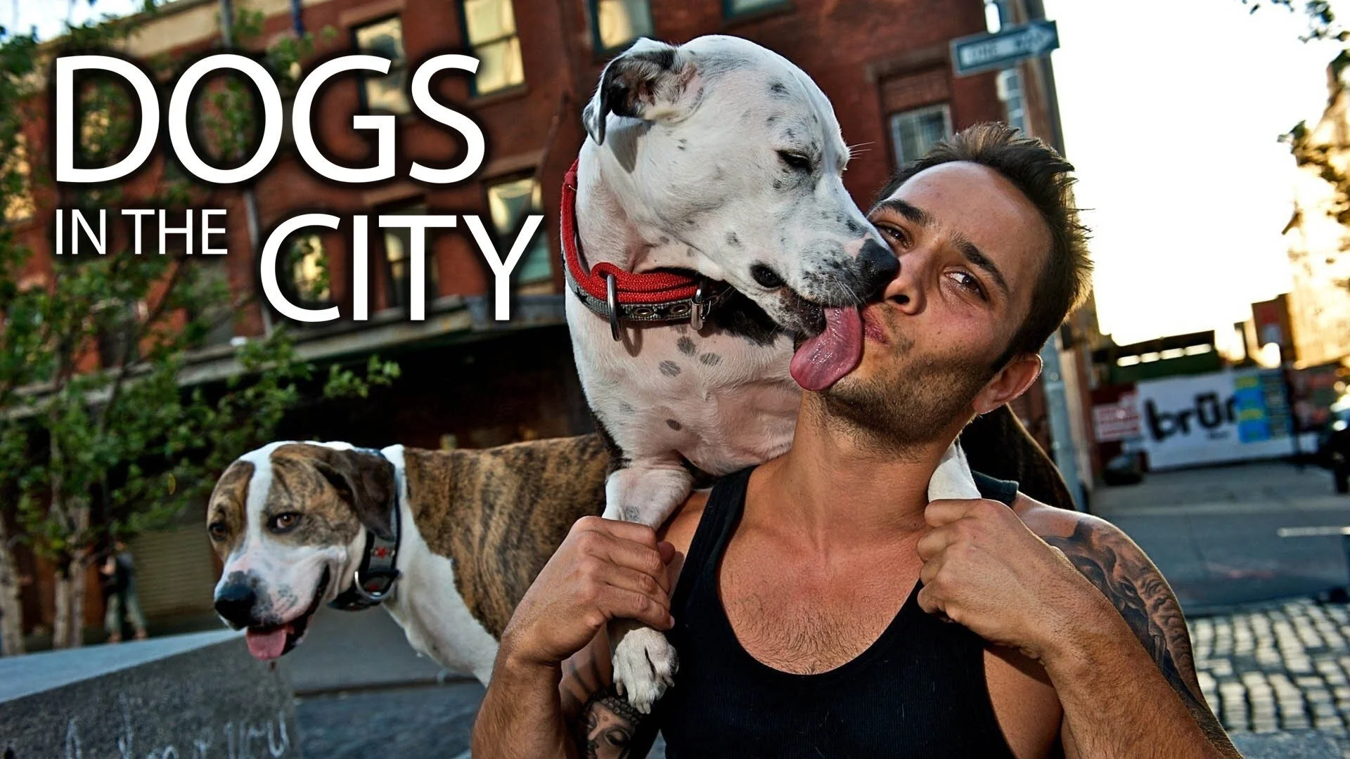 Dogs in the City