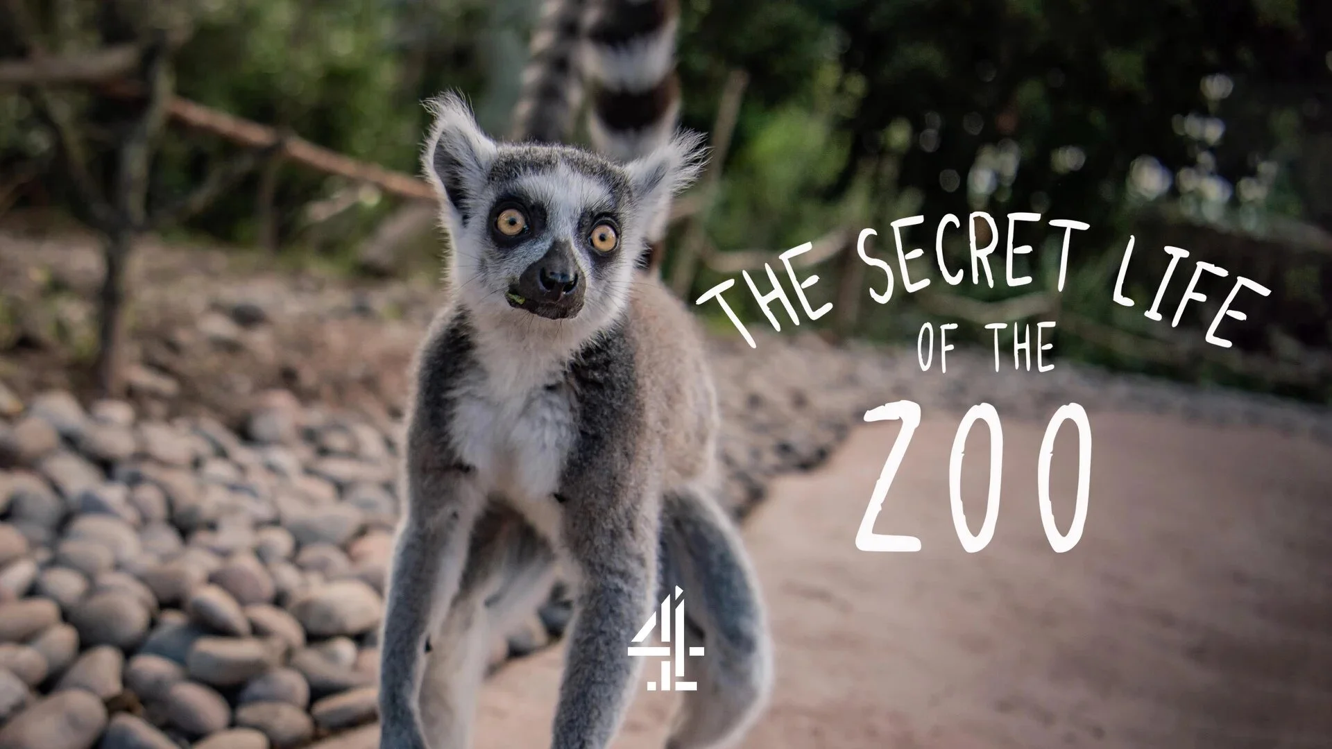 The Secret Life of the Zoo