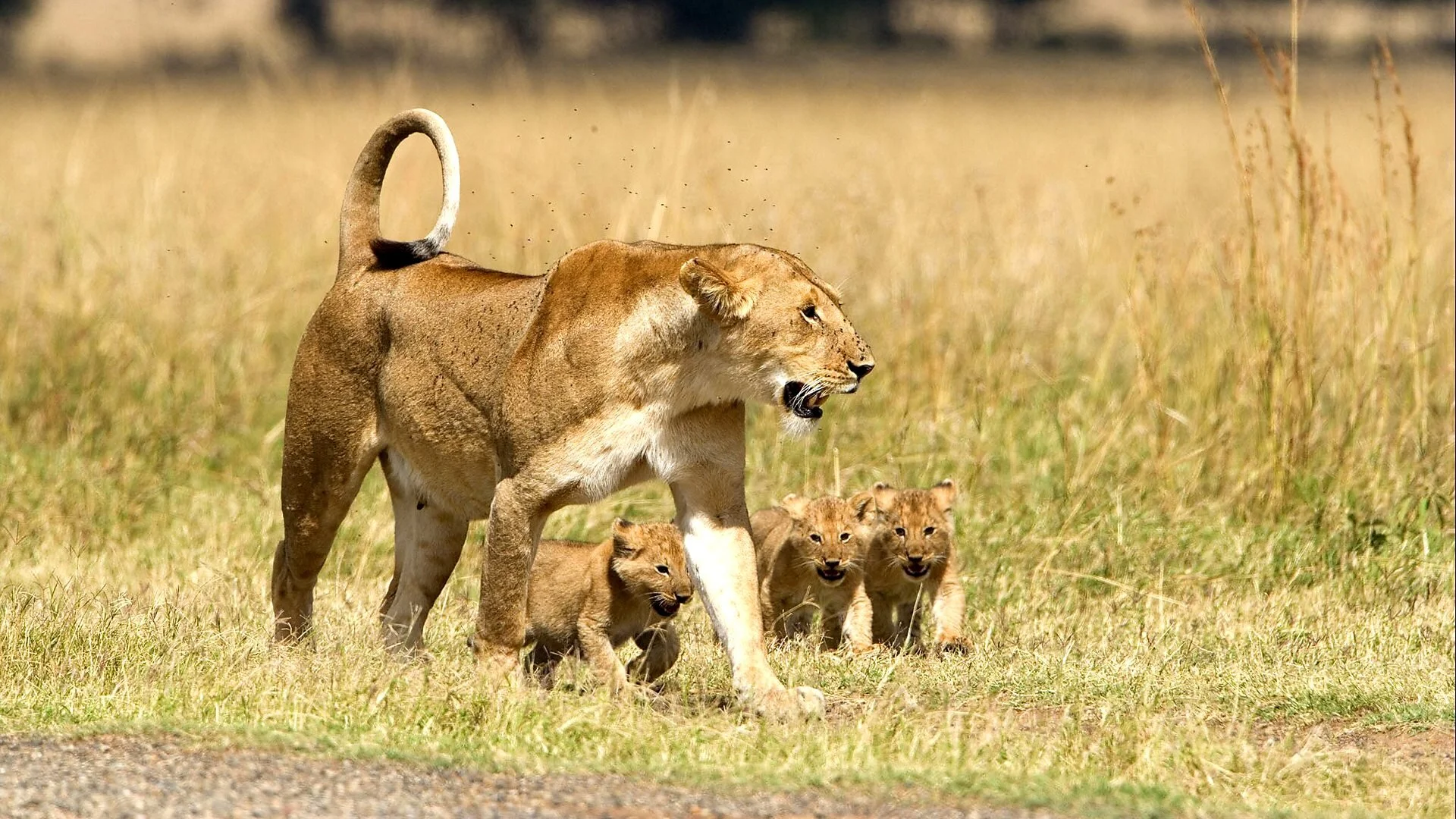 Big Cat Diary