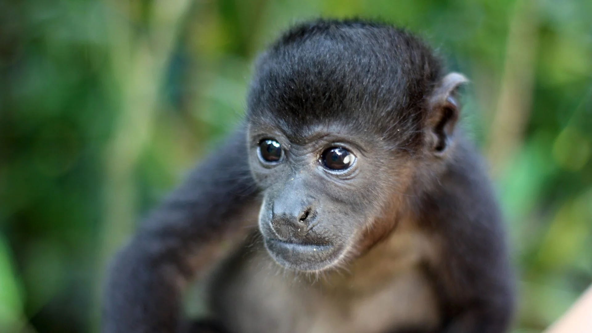 Nature's Miracle Orphans