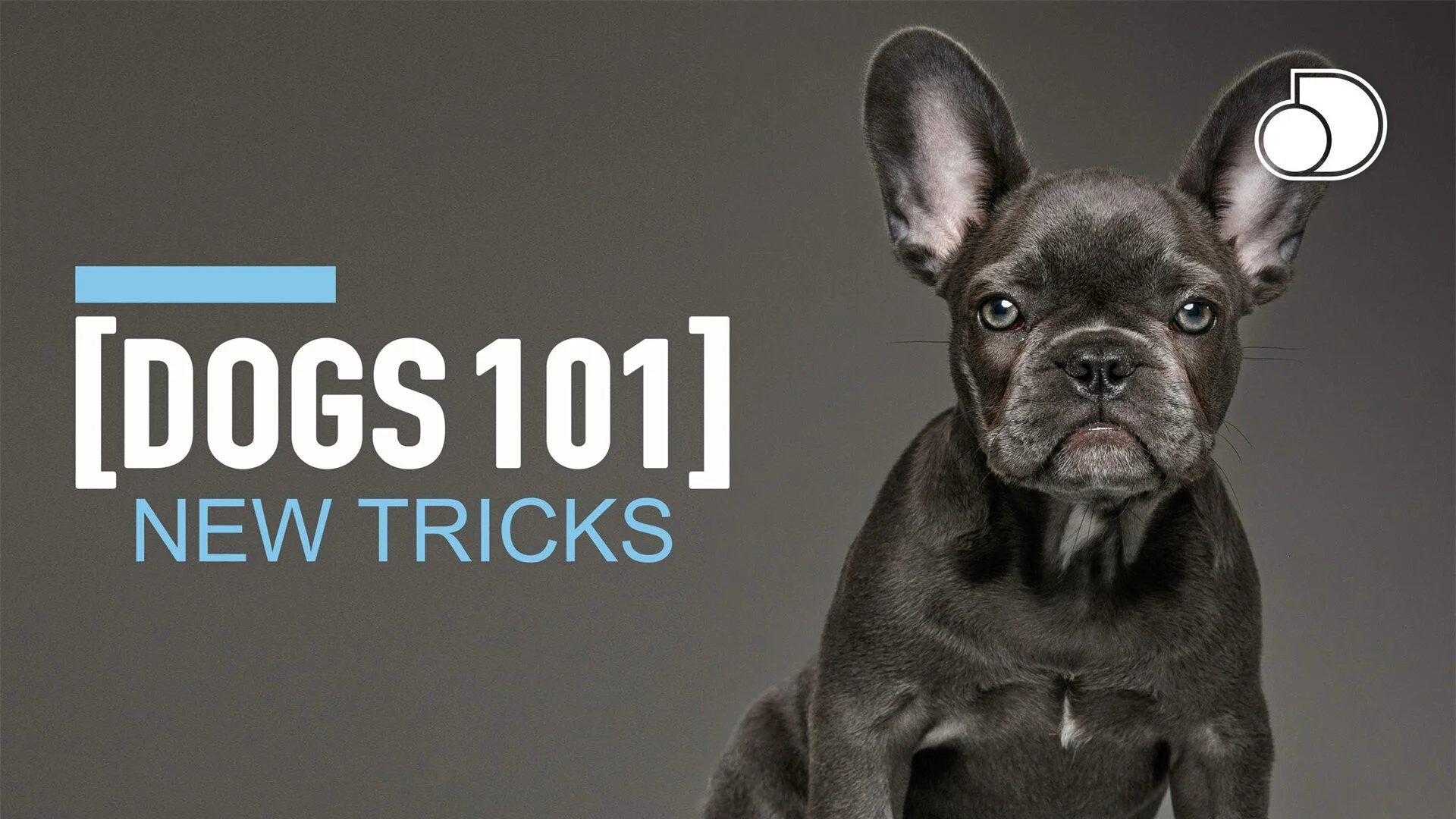 Dogs 101: New Tricks