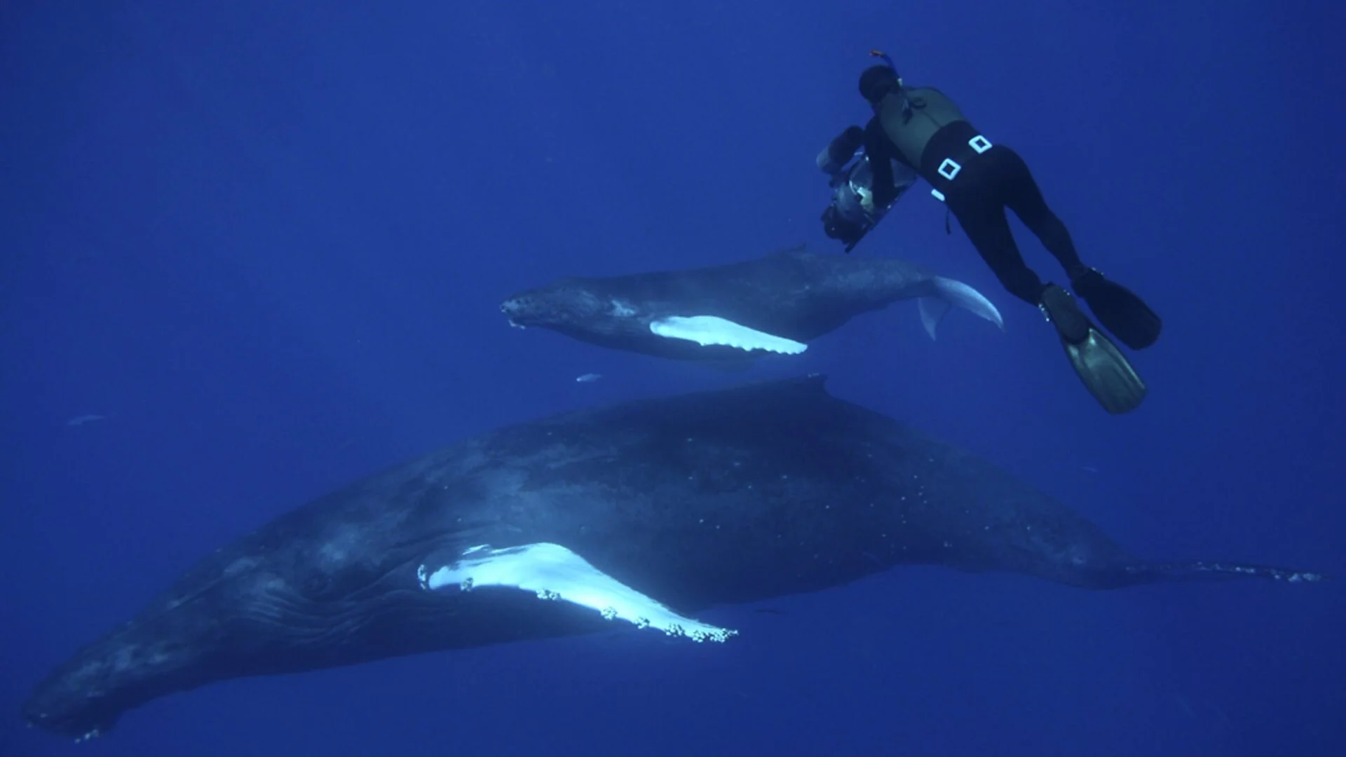 Ocean Giants